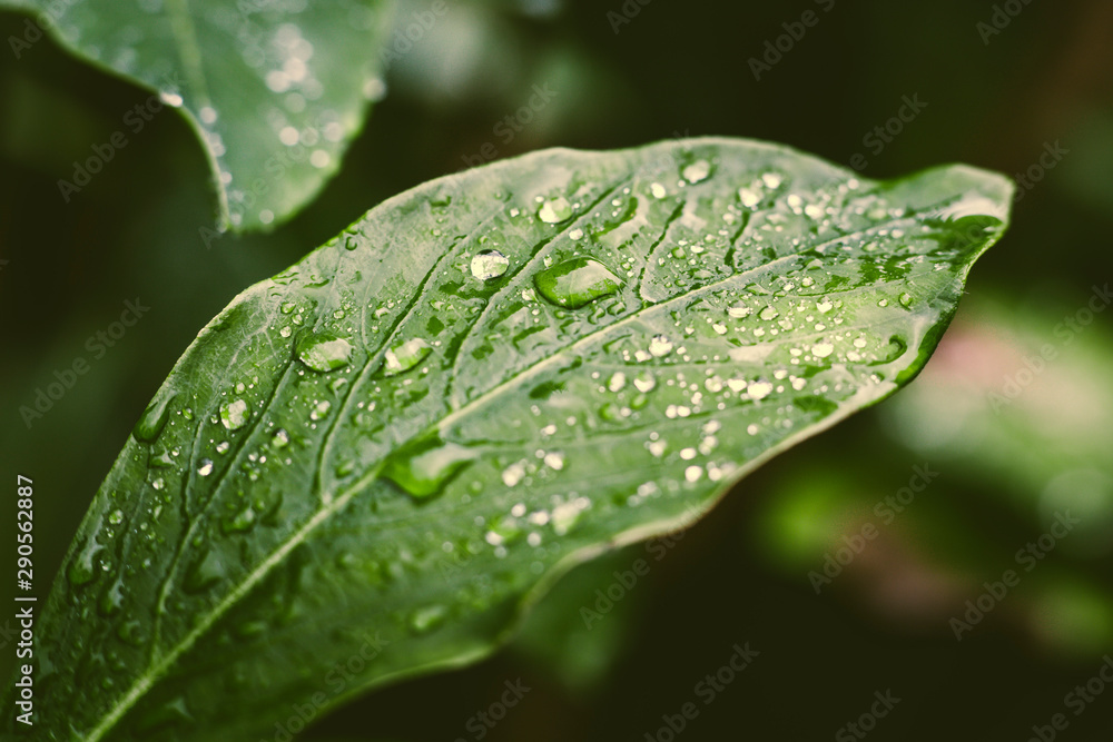 raindrops on a green leaf raindrops on a green leaf