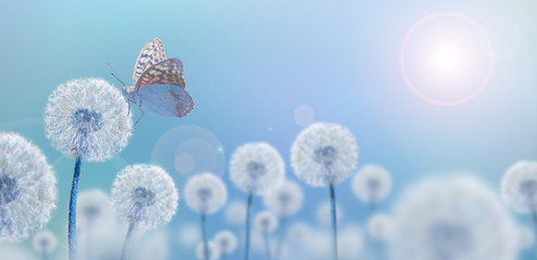white dandelions on blue background