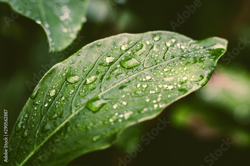 raindrops on a green leaf