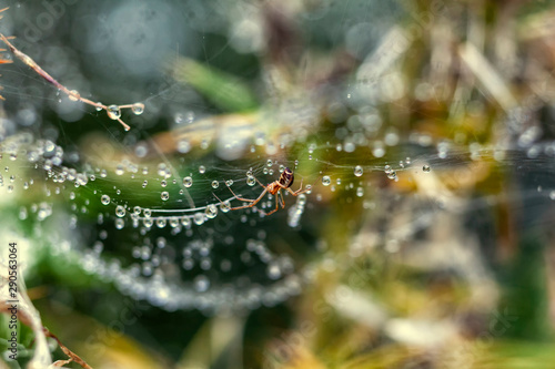 Linyphiidae spider in her wet web, dwarf spiders