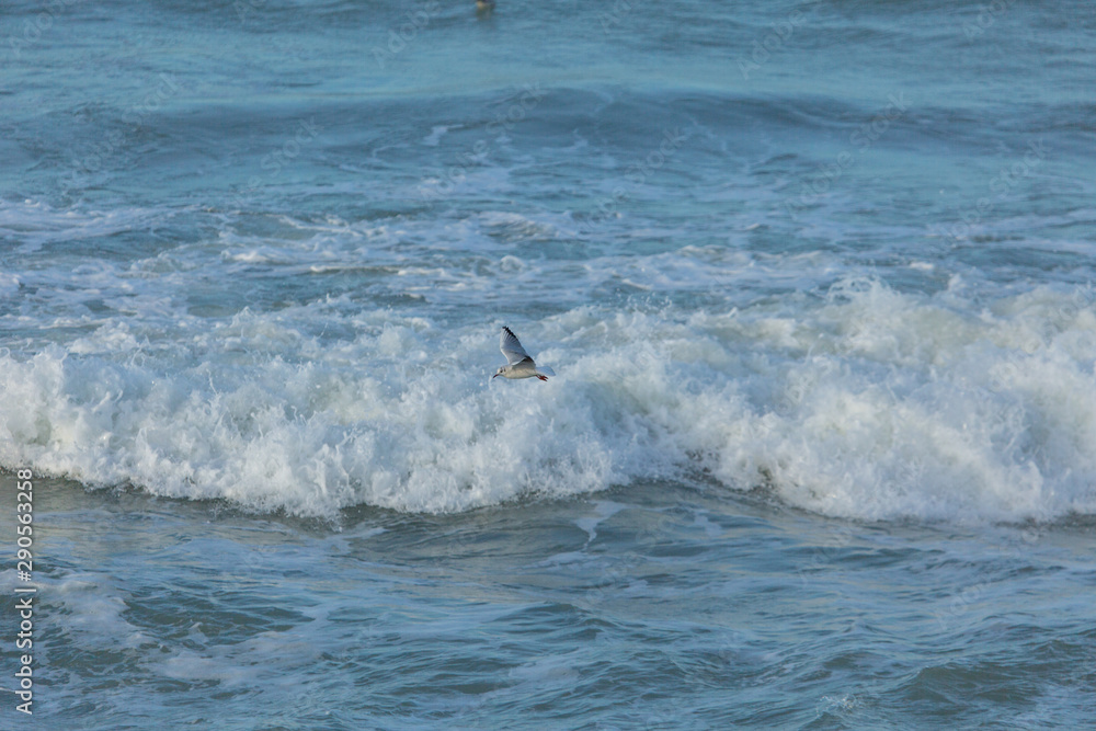 Naklejka premium Mouette sur la vague