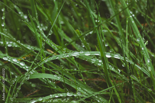 rain wet green grass background