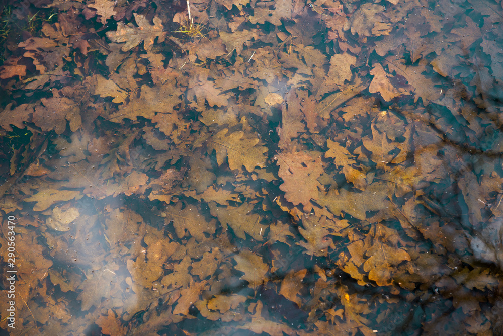 yellow and brown leaves in the deep cold water