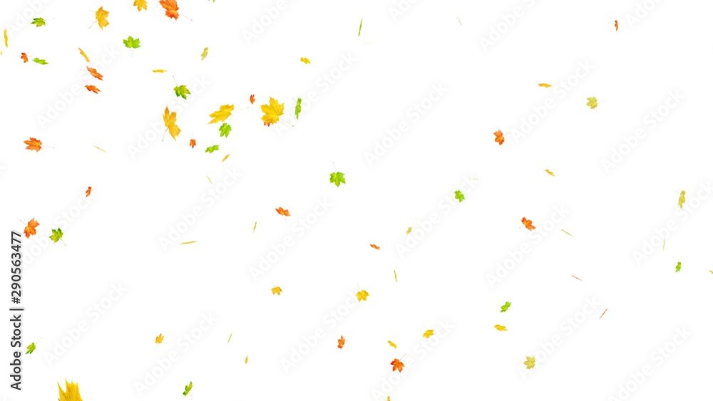 Autumn leaves falling on white. Alpha matte. Autumn leaves falling on white. Alpha matte.
