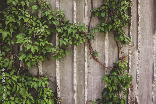 Contemporary Gray Concrete with lots of crawling Vine