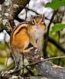 Funny chipmunk sitting on tree branch and looking at camera