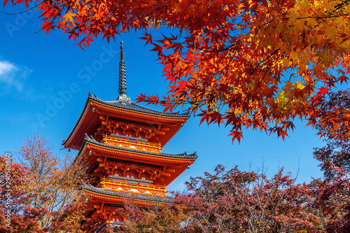 Wall Mural Red pagoda and maple tree in autumn, Kyoto in Japan.