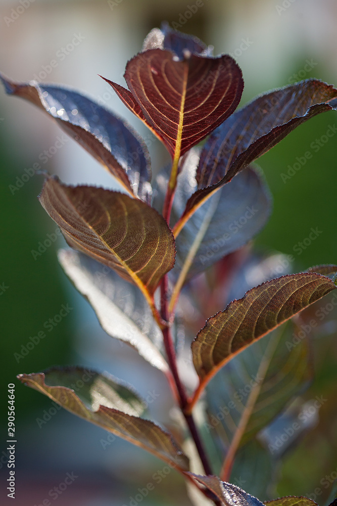 Tall branch with brown leaves Tall branch with brown leaves