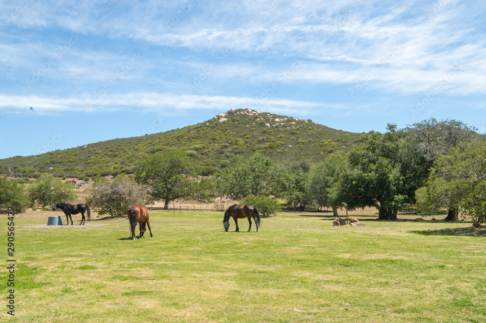 Obraz premium Horses graze alpine pasture with mountains