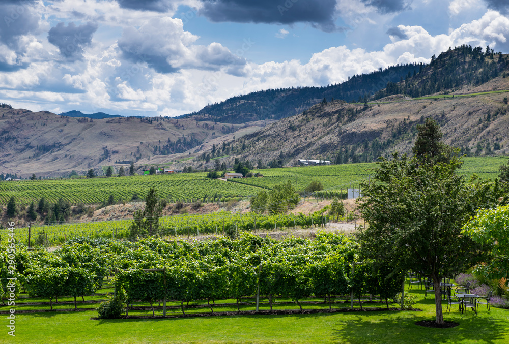 Vineyard in the Okanagan Valley, British Columbia, Canada
