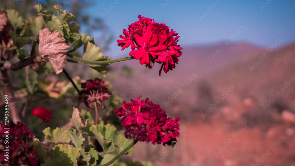red flowers in mountain red flowers in mountain