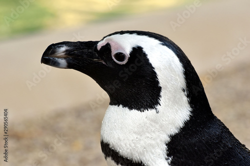 Testa di Pinguino