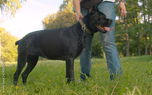 Big black dog and its owner in the park