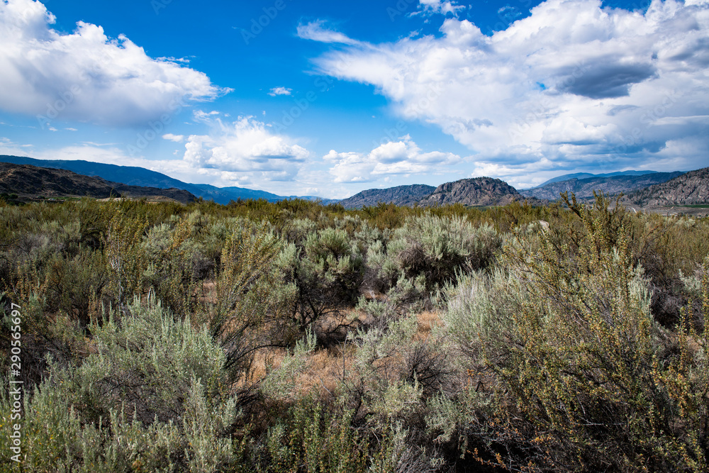 Scenic view of Osoyoos Desert Centre with antelope brush, Osoyoos, British Columbia, Canada