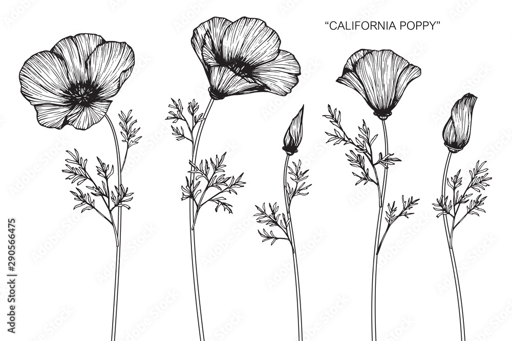 california poppy flower and leaf drawing illustration with line art on