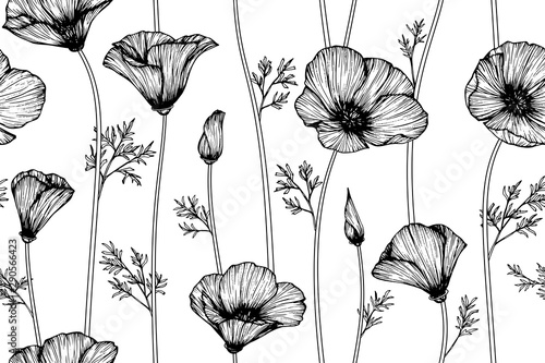 california poppy flower and leaf drawing illustration with line art on white backgrounds.