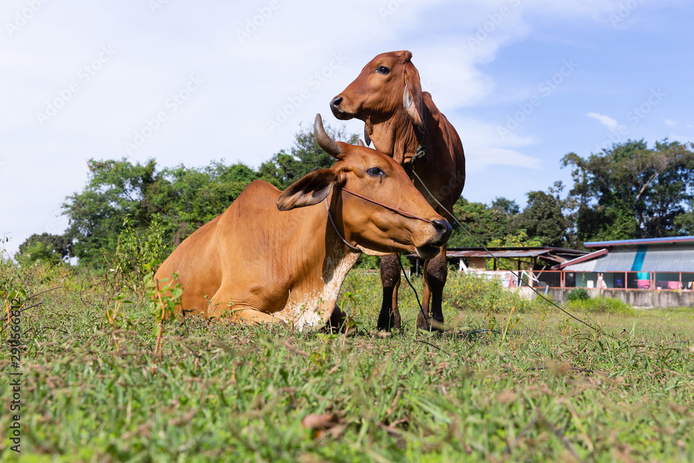 Obraz premium cows in a field with blue sky 