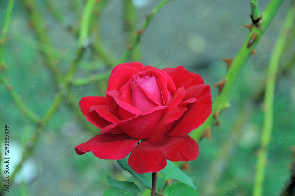 Red rose flower on a natural rose bush against a background of green leaves and stems