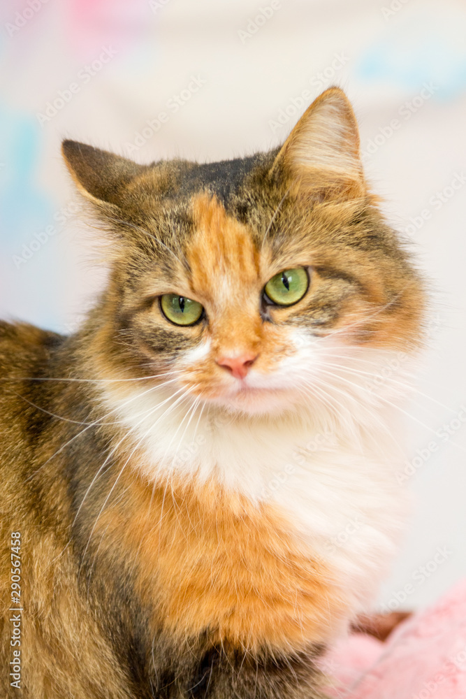cat cat