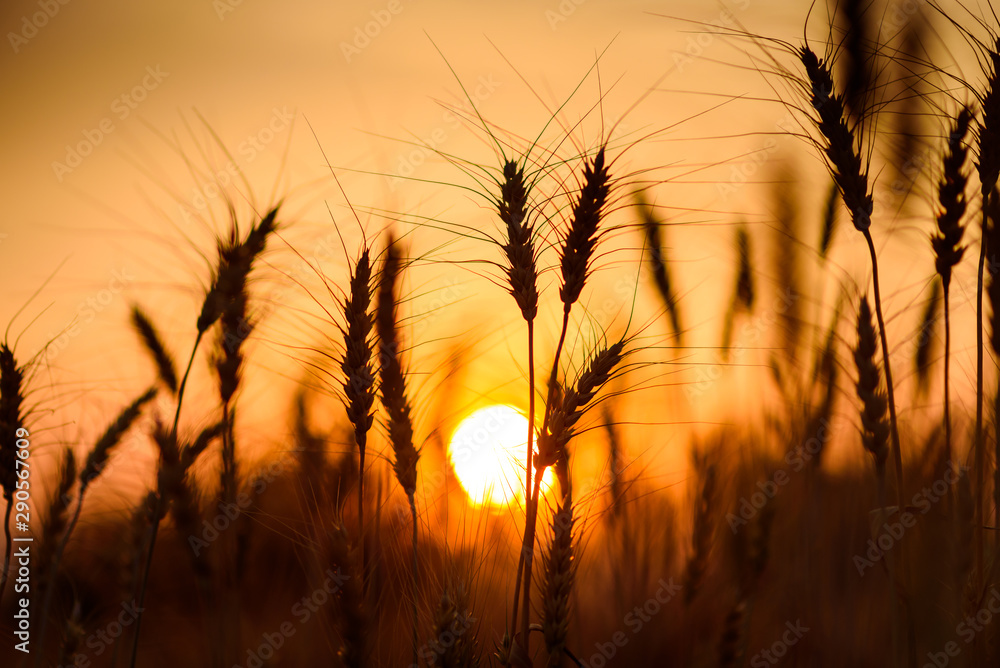 silhouette barley or wheat field in sunset silhouette barley or wheat field in sunset