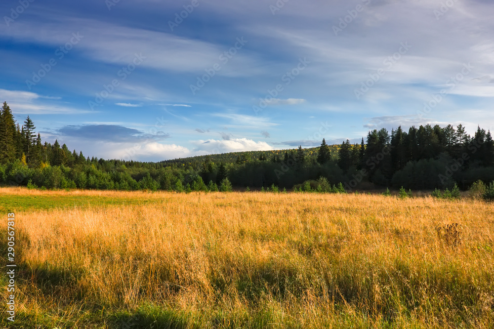 Sunset at the forest edge. Autumn landscape.