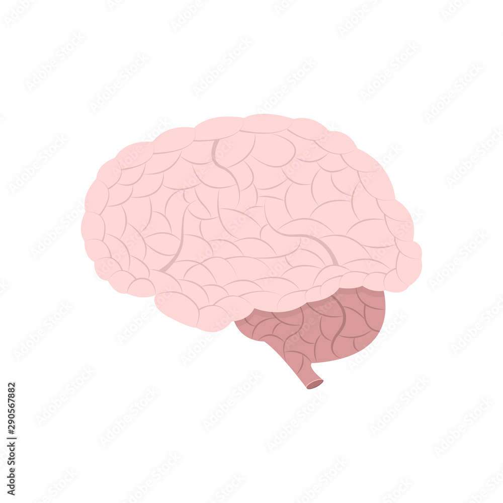 Brain anatomy. Vector illustration. Brain anatomy. Vector illustration.