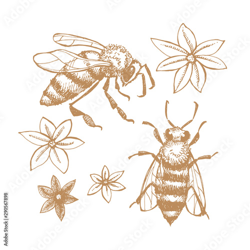 Hand drawn bees and flowers. Images on the theme of honey, apiaries and beekeeping. Vector illustration on a white isolated background.