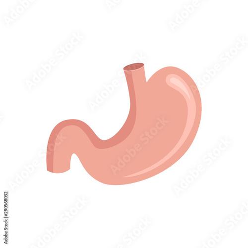 Stomach anatomy. Vector illustration.