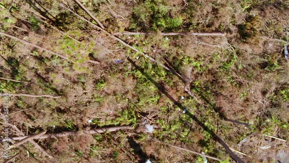 Aerial Spinning Shot of Fallen Trees Damaged by Winds in Hurricane Aerial Spinning Shot of Fallen Trees Damaged by Winds in Hurricane