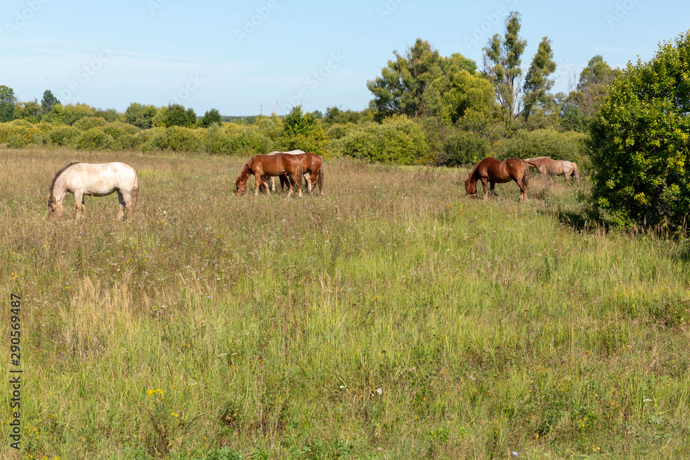 Herd of horses grazing on the drone. Summer, Sunny.