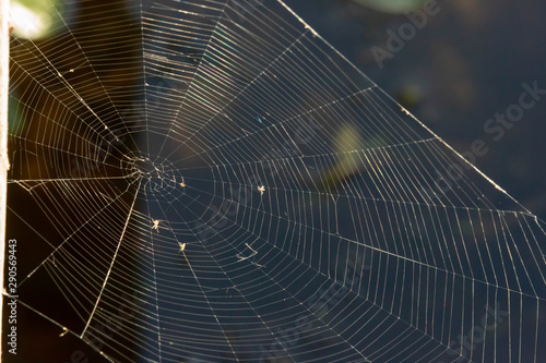 A ring spider's web hangs over the dark water. Sunlight.