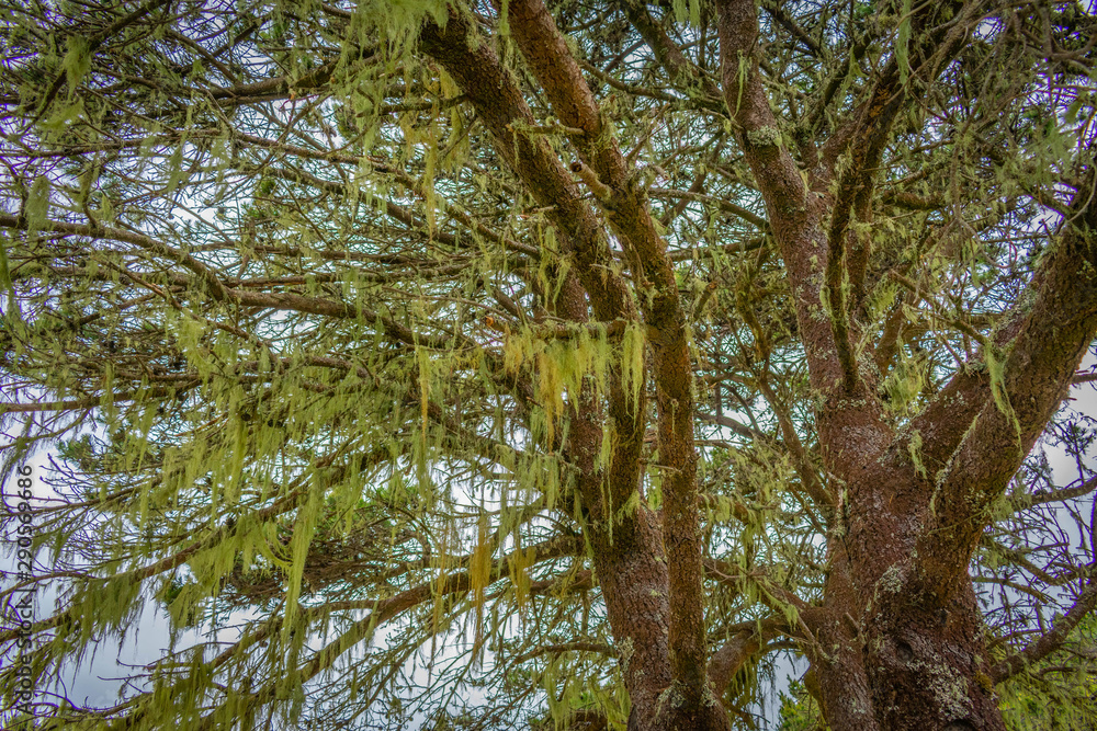Fototapeta premium tree in forest