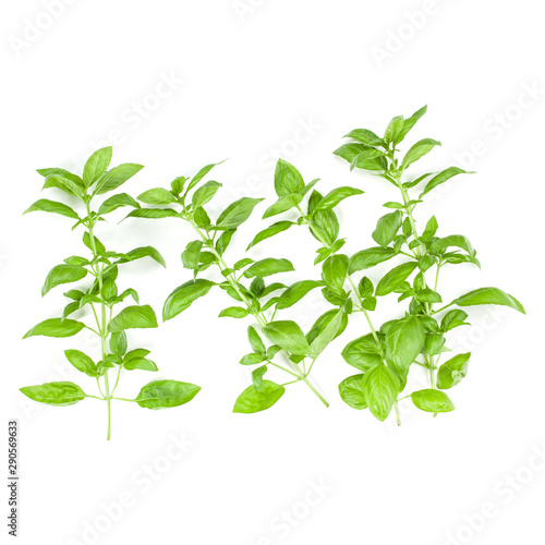 Sweet Genovese basil branch isolated on white background. Flat  Top view.