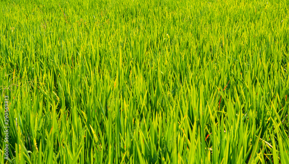 Obraz premium Green rice fields on Bali island, near Ubud, Indonesia