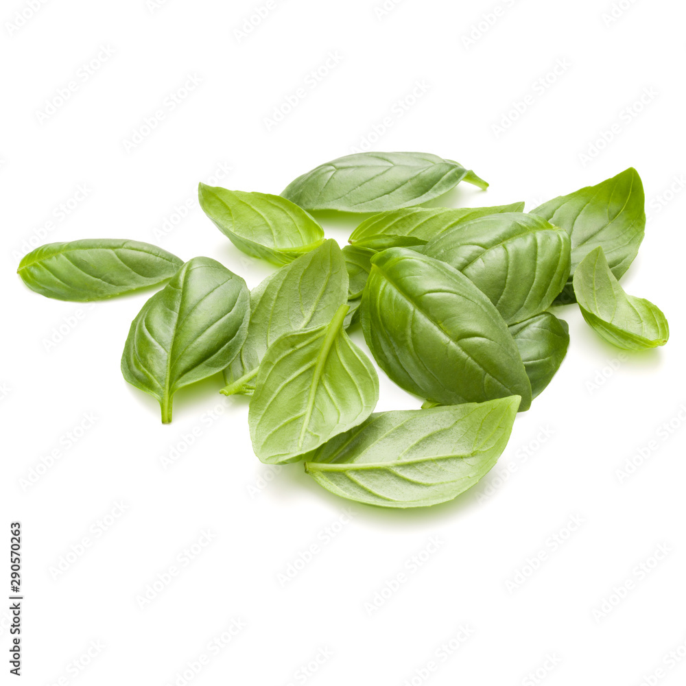 Sweet basil herb leaves handful isolated on white background closeup Sweet basil herb leaves handful isolated on white background closeup