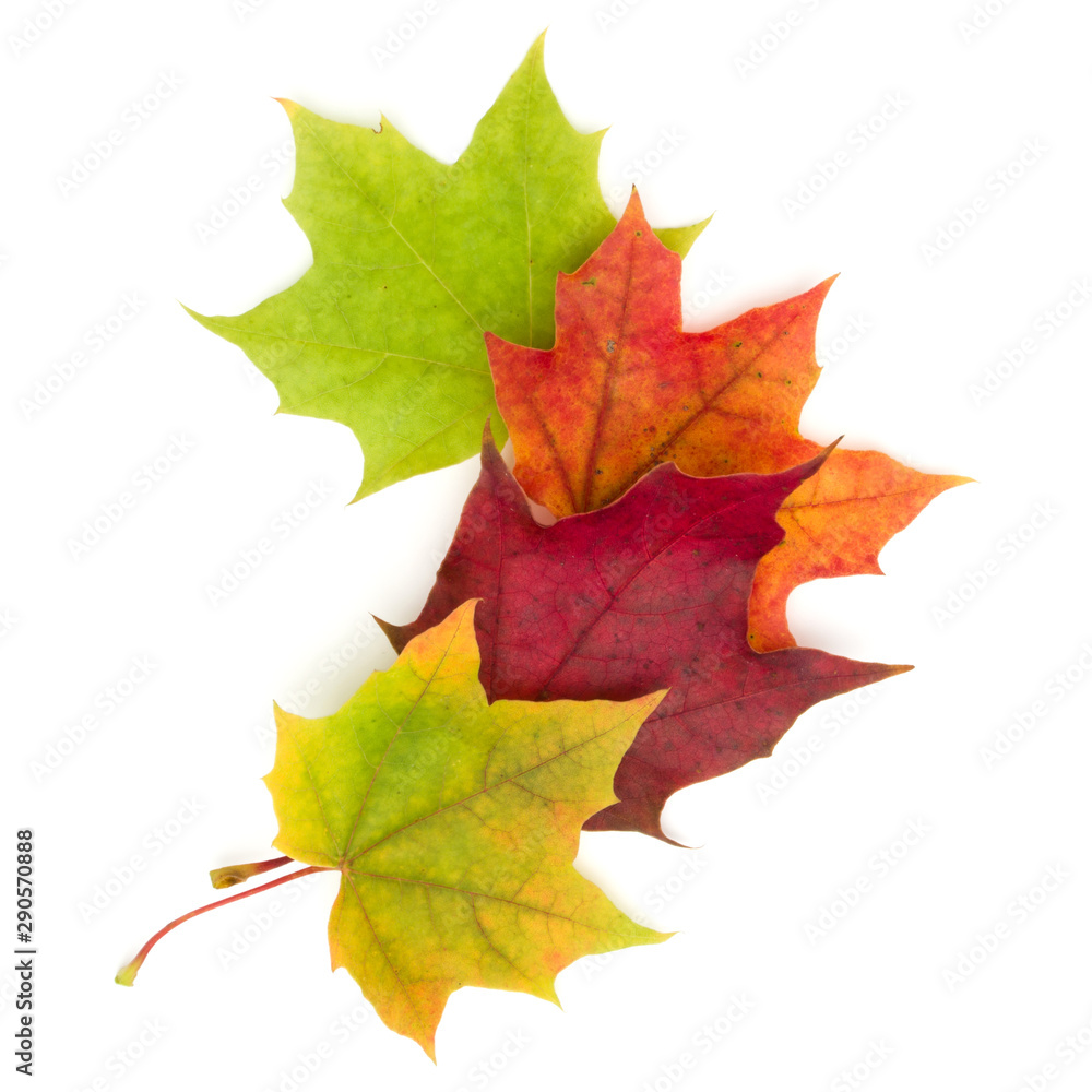 colorful autumn maple leaf isolated on white background colorful autumn maple leaf isolated on white background