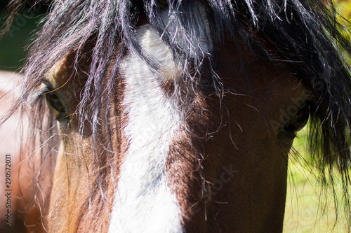 close up of horse