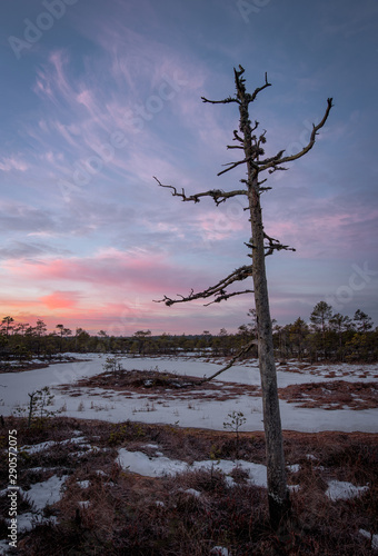 Standing tall photo