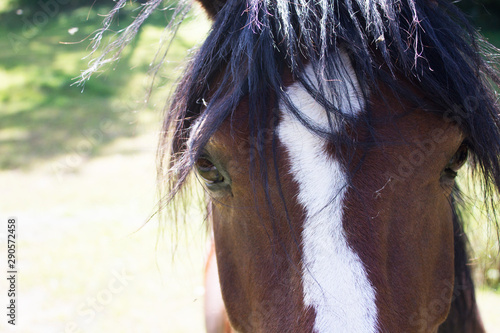 portrait of a horse