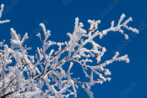 Hoar-frost covered trees in winter on a cold winter day. © Tom Nevesely