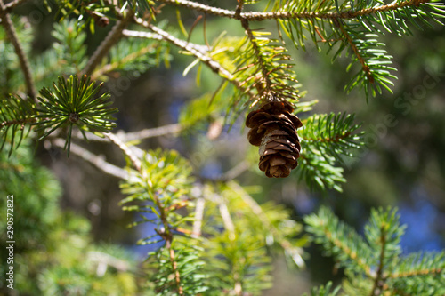 pine cone on a branch