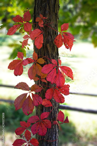 red autumn leaves