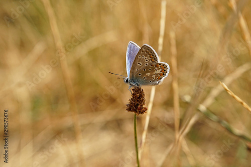 Schmetterlinge Deutschlands - Himmelblauer Bläuling photo