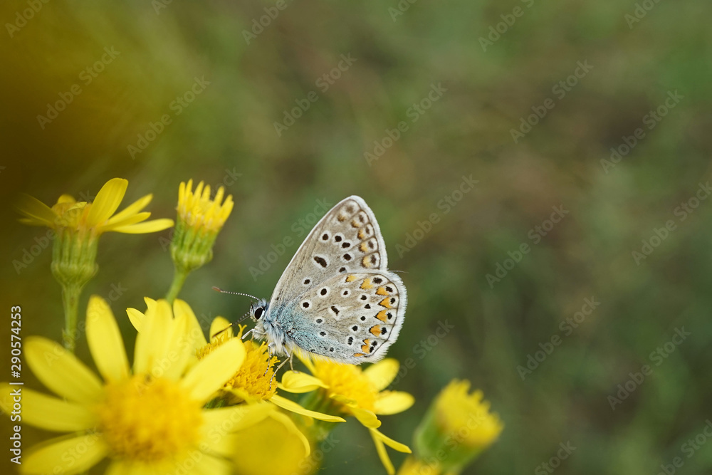 Schmetterlinge Deutschlands - Himmelblauer Bläuling Schmetterlinge Deutschlands - Himmelblauer Bläuling