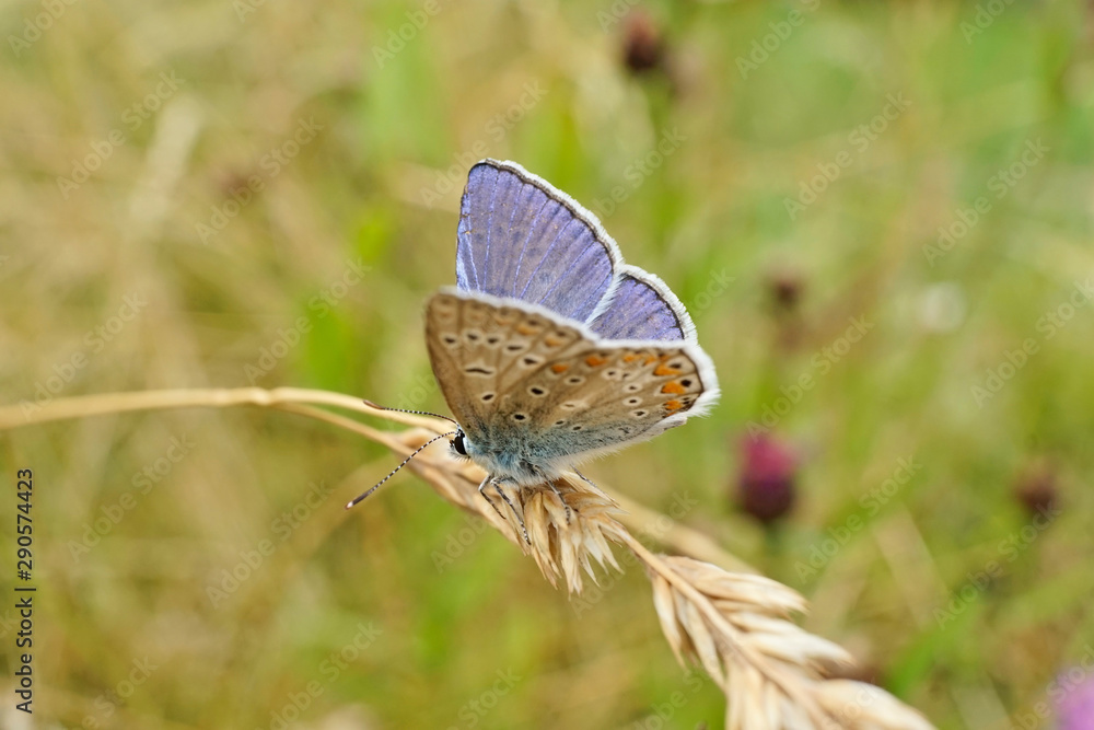 Schmetterlinge Deutschlands - Himmelblauer Bläuling Schmetterlinge Deutschlands - Himmelblauer Bläuling
