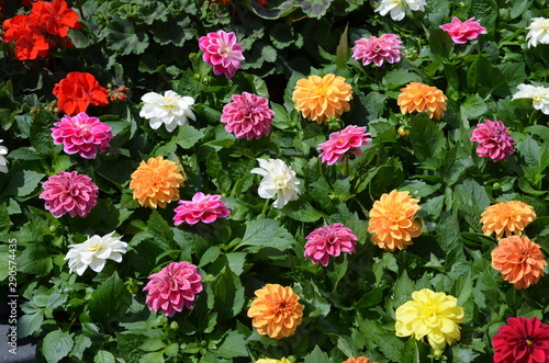 Pink, orange, yellow and white dahlia flowers and green leaves in a sunny summer garden