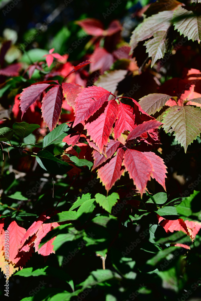 Virginia creeper (Parthenocissus quinquefolia) leaves and fruits Virginia creeper (Parthenocissus quinquefolia) leaves and fruits
