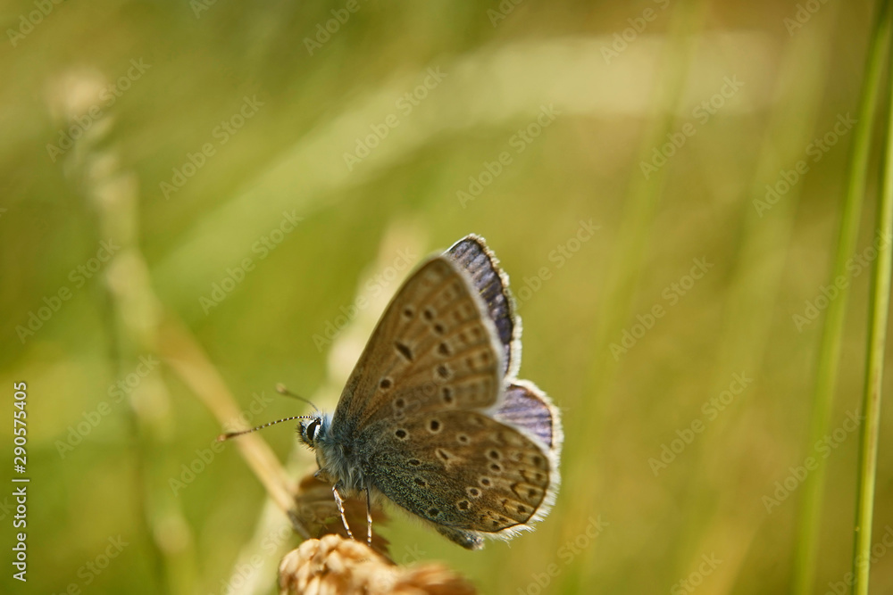 Schmetterlinge Deutschlands - Himmelblauer Bläuling Schmetterlinge Deutschlands - Himmelblauer Bläuling