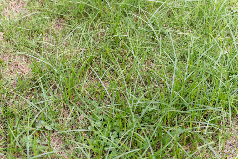 grass with water drops of dew grass with water drops of dew