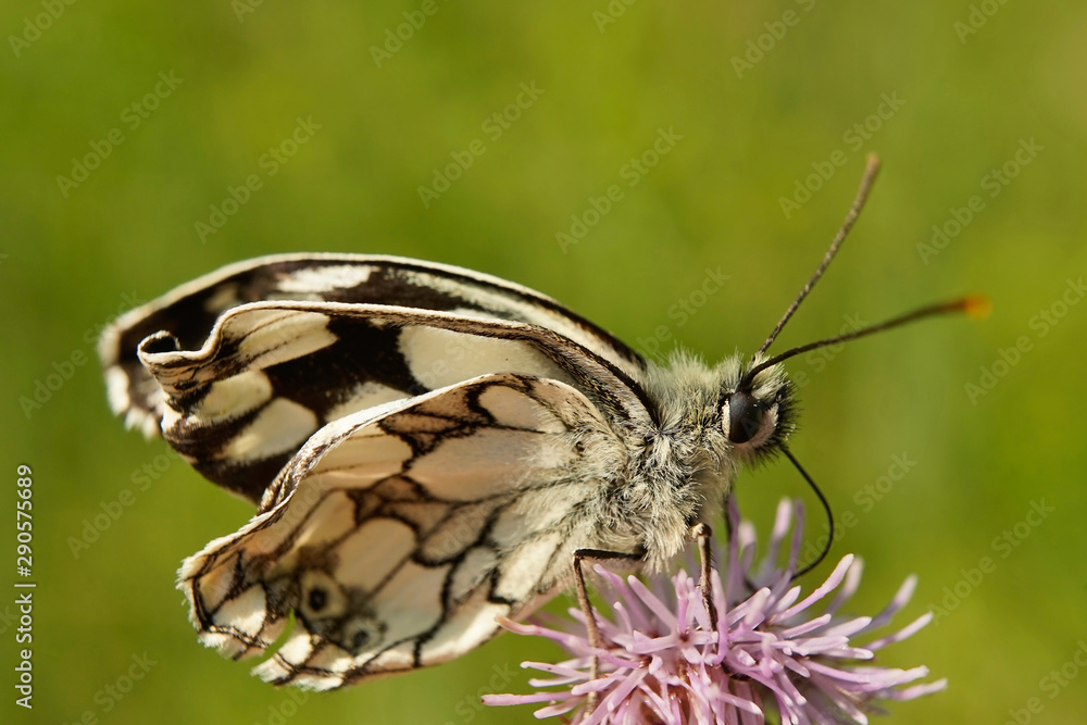Fototapeta premium Schmetterlinge Deutschlands - Schachbrettfalter
